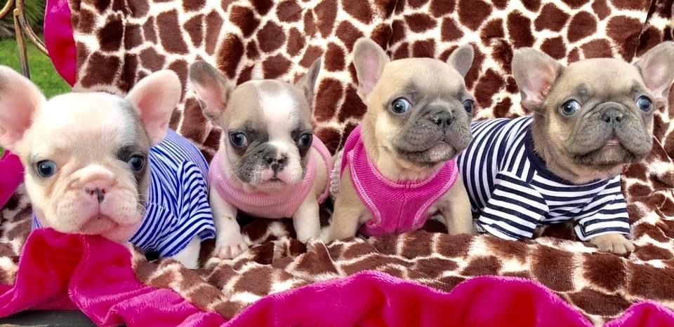 Premium French Bulldog Puppies